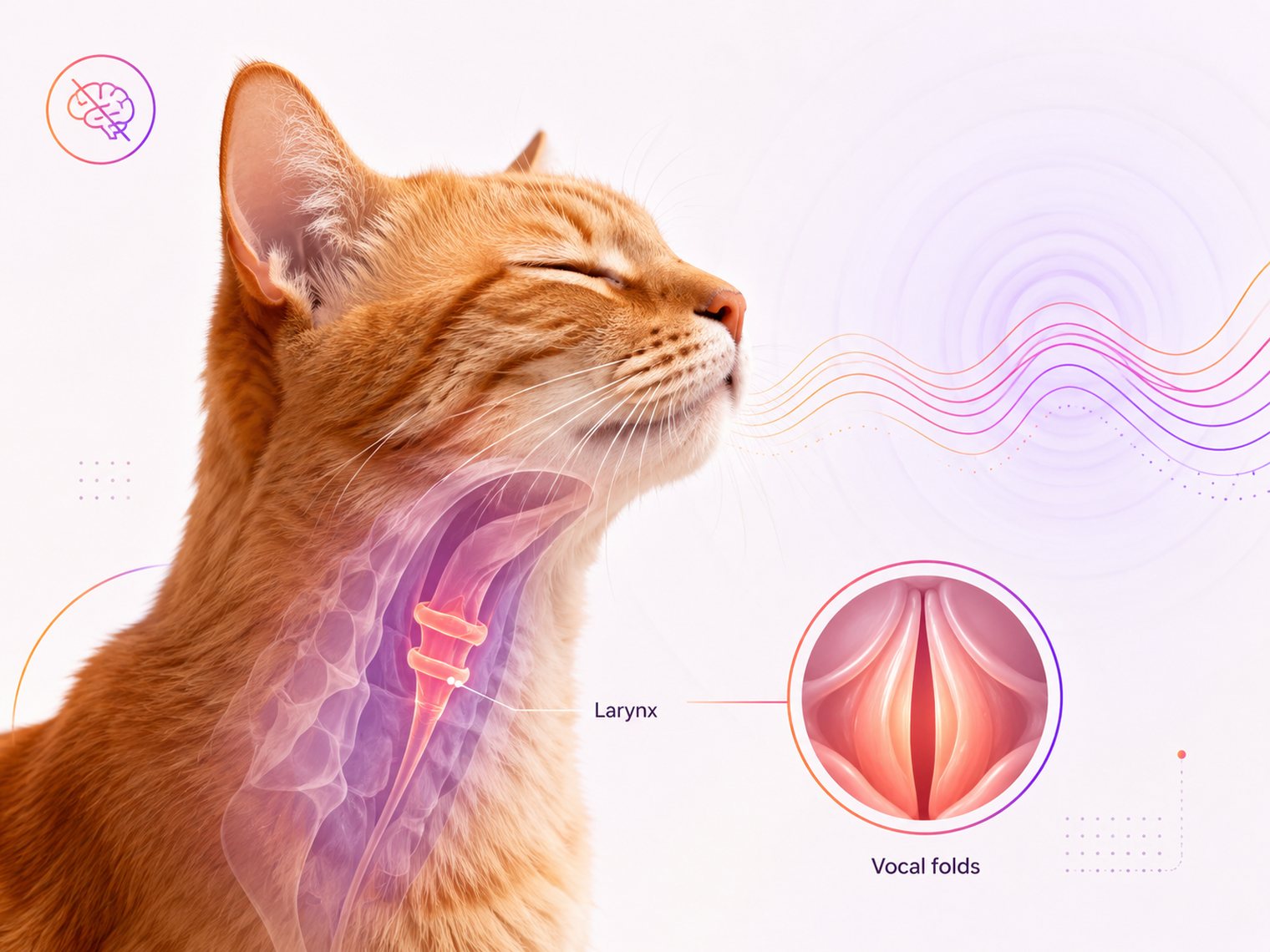 Illustration of a ginger cat with its throat shown transparent, highlighting the larynx, with a detail circle showing the vocal folds and a purr waveform travelling outward.