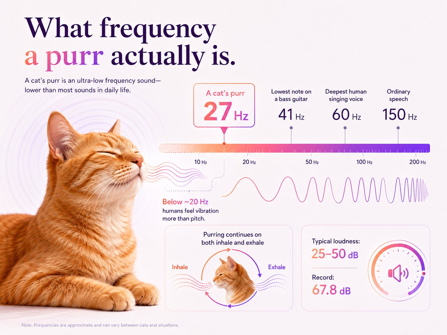Infographic comparing a cat's purr at 27 Hz against a bass guitar's lowest note at 41 Hz, the deepest human singing voice at 60 Hz and ordinary speech at 150 Hz, with notes that below about 20 Hz humans feel vibration rather than pitch, that purring continues on both inhale and exhale, and that typical loudness is 25 to 50 decibels with a record of 67.8.