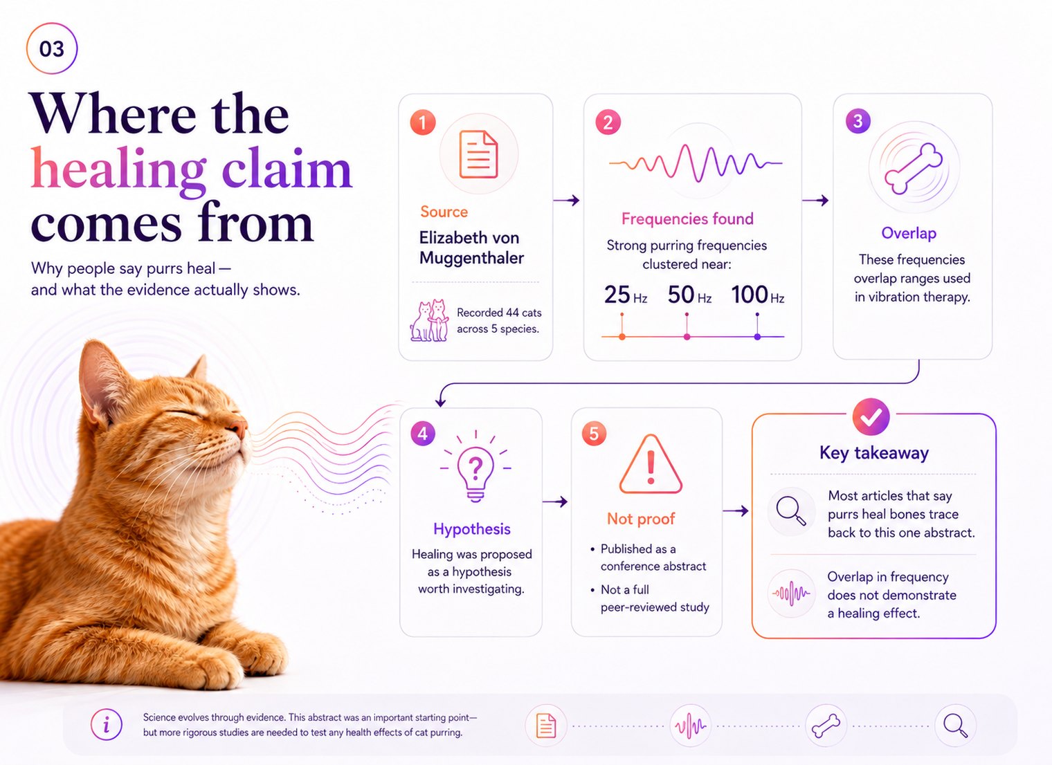 Flow diagram tracing the healing claim: Elizabeth von Muggenthaler recorded 44 cats across 5 species; strong purring frequencies clustered near 25, 50 and 100 Hz; those frequencies overlap ranges used in vibration therapy; healing was proposed as a hypothesis worth investigating; but it was published as a conference abstract rather than a full peer-reviewed study. Key takeaway: most articles saying purrs heal bones trace back to this one abstract, and overlap in frequency does not demonstrate a healing effect.