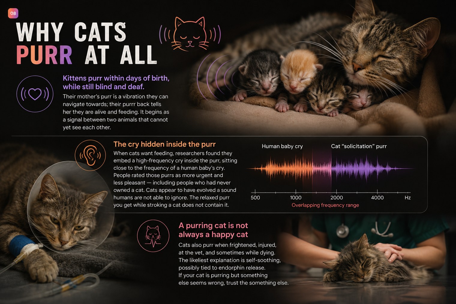 Three panels on why cats purr. One: kittens purr within days of birth while still blind and deaf — their mother's purr is a vibration they can navigate towards, and their purr back tells her they are alive and feeding. Two: the cry hidden inside the purr — when cats want feeding they embed a high-frequency cry inside the purr, close to the frequency of a human baby's cry, and people rated those purrs as more urgent and less pleasant, including people who had never owned a cat. A chart shows a human baby cry and a cat solicitation purr overlapping between roughly 1000 and 2000 Hz. Three: a purring cat is not always a happy cat — cats also purr when frightened, injured, at the vet and sometimes while dying, likeliest as self-soothing. If your cat is purring but something else seems wrong, trust the something else.