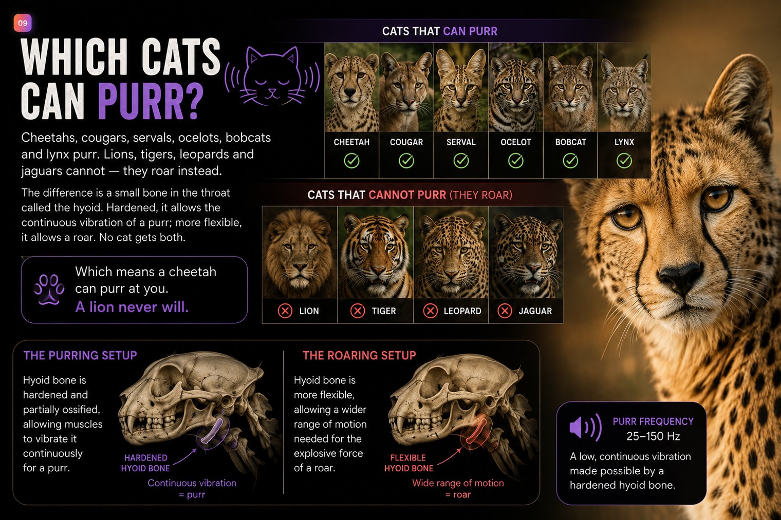 Chart of which cats can purr. Cats that can purr: cheetah, cougar, serval, ocelot, bobcat and lynx. Cats that cannot purr because they roar instead: lion, tiger, leopard and jaguar. The purring setup — the hyoid bone is hardened and partially ossified, allowing muscles to vibrate it continuously for a purr. The roaring setup — the hyoid bone is more flexible, allowing the wider range of motion needed for the explosive force of a roar. Two skull diagrams show the hardened hyoid producing continuous vibration and the flexible hyoid producing a wide range of motion. Purr frequency: 25 to 150 Hz, a low continuous vibration made possible by a hardened hyoid bone.